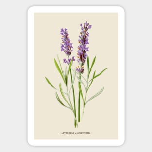 Lavender Antique Botanical Illustration Magnet